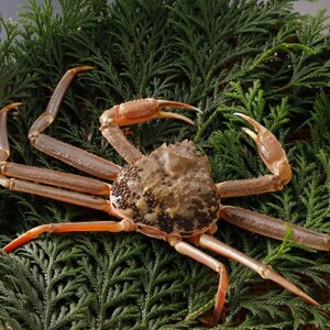 �y��s�\��z���挧�Y �󂠂� �� ���t���� 900g×2�t(�������X)2026�N1������菇�������y�z���s�n��F�����E�k�C���E���ꌧ�E���k�E�M�z�A�k���z�y1692911�z