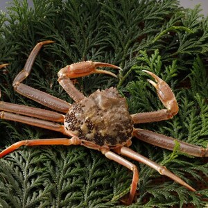 �y��s�\��z���挧�Y �󂠂� �� ���t���� 900g×3�t(�������X)2026�N1������菇�������y�z���s�n��F�����E�k�C���E���ꌧ�E���k�E�M�z�A�k���z�y1692915�z