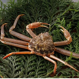 �y��s�\��z���挧�Y �󂠂� �� ���t���� 700g×1�t(�������X)2026�N1������菇�������y�z���s�n��F�����E�k�C���E���ꌧ�E���k�E�M�z�A�k���z�y1692916�z