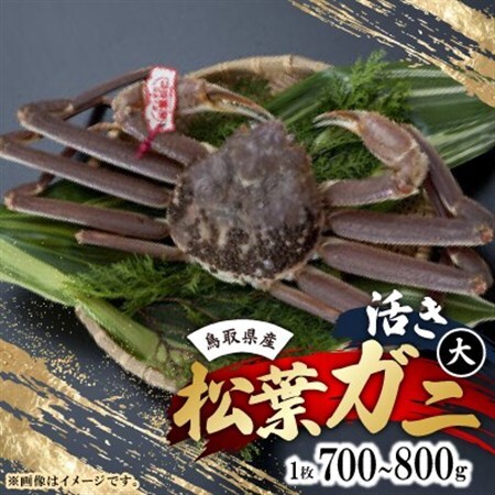 活　鳥取県産タグ付き松葉ガニ大1枚(700～800g)【配送不可地域：離島・北海道・沖縄県・東北・関東・信越、北陸・東海・九州】【1536362】
