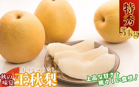 Y034 H(G) 5kg