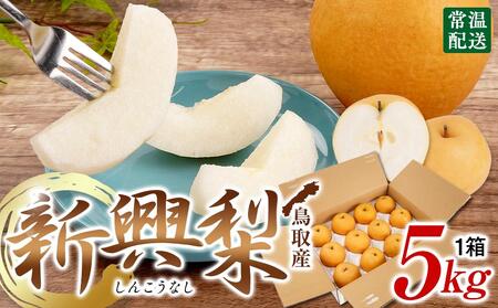 【先行予約】梨 新興梨 鳥取産 5kg× 1箱