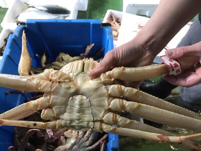 [先行予約][魚倉]足1本なし生松葉ガニ(特大950g)訳あり