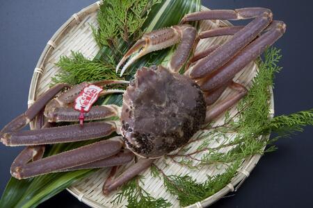 [先行予約][魚倉]タグ付き生松葉ガニ(中650g)