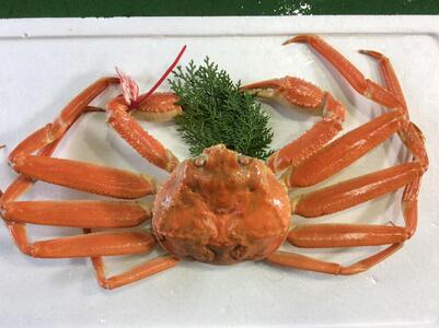 [先行予約][魚倉]タグ付きボイル松葉ガニ(中650g)