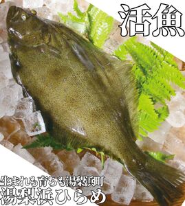 351K.湯梨浜ひらめ