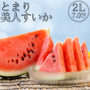 [2026年先行受付]スイカ 2L 7kg とまり 美人 西瓜 | 18MS
