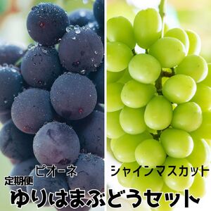 [2026年先行受付]ぶどう 定期便 2kg ピオーネ シャインマスカット ゆりはま セット 果物 フルーツ | 27MS