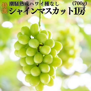 [2026年先行受付]シャインマスカット 1房 700g 種なし 潮騒 熟成 特選 ハワイ | 31MS