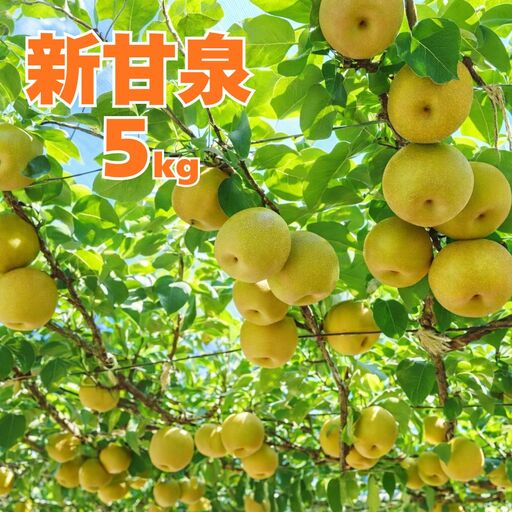 361M.新甘泉5kg 東商果樹園