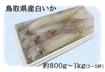 68J.鳥取県産白いか 800g〜1kg