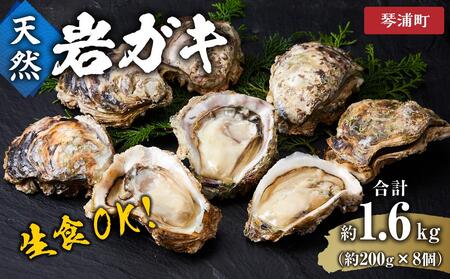 [ 先行予約 2025年6月以降発送 ] 天然 岩ガキ 約 200 g × 8 個 ※北海道、沖縄、一部離島への配送不可 岩ガキ岩ガキ岩ガキ岩ガキ岩ガキ牡蠣牡蠣牡蠣牡蠣牡蠣カキカキカキカキカキ