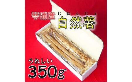 [先行予約]自然薯 350g 鳥取県琴浦町産 [12月上旬発送開始]