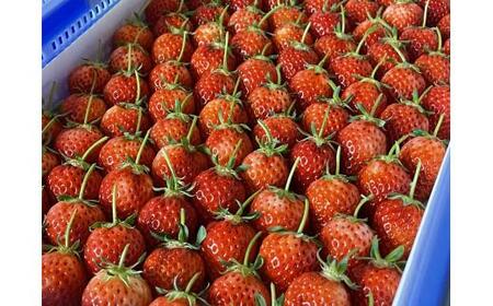 2026N2蔭 挧IWiiu ƂĂ v1kg ( 250× S pbN )