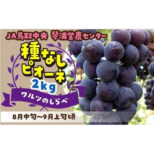 数量限定 ピオーネ 種なし 2kg|ぶどう ブドウ