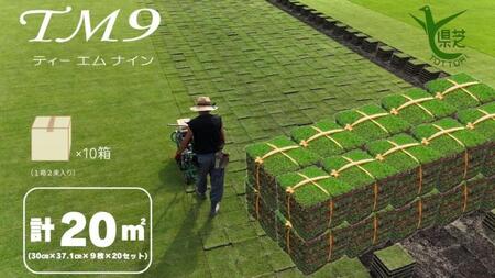 【先行予約 2025年9月以降発送】芝生(省管理型コウライ芝　TM9ティーエムナイン)20束セット※20平米分