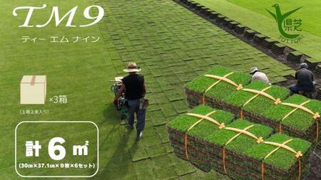 【先行予約 2025年9月以降発送】芝生(省管理型コウライ芝　TM9ティーエムナイン)6束セット※6平米分