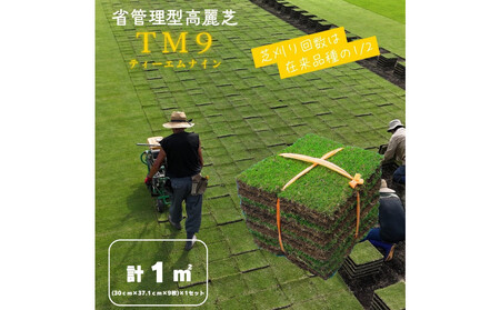 芝生（省管理型コウライ芝　TM9ティーエムナイン）