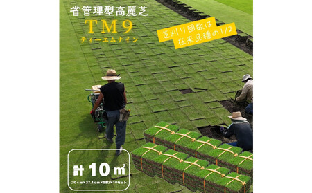 芝生(省管理型コウライ芝　TM9ティーエムナイン)10束セット※10平米分
