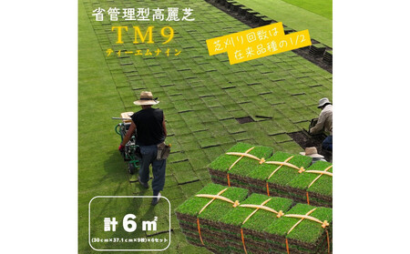芝生(省管理型コウライ芝　TM9ティーエムナイン)6束セット※6平米分