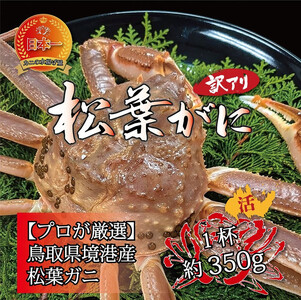 境港産 松葉ガニ350g（活冷）訳あり