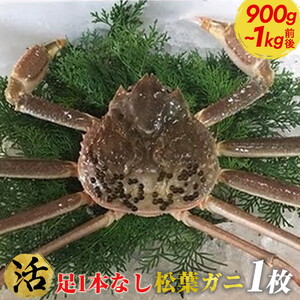 [早期受付][活]足1本なし松葉ガニ 特大1枚(900g〜1kg前後)[かに カニ 蟹 ズワイガニ ] ※着日指定不可 ※2024年11月上旬頃から順次発送予定