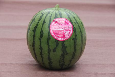 ys\z798.킲ƐHׂIʃXCJysmEK[z2ʁi12kgO×2ʁjwsւ̔zs