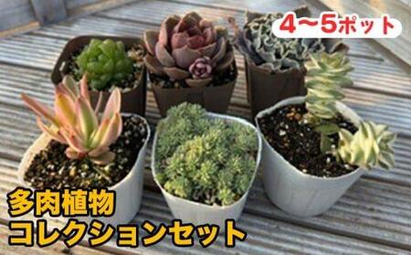 810.多肉植物コレクションセット ※離島への配送不可