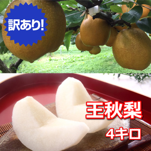 【訳あり】王秋梨 4kg  ◇ ※2024年10月下旬～12月上旬頃に順次発送予定