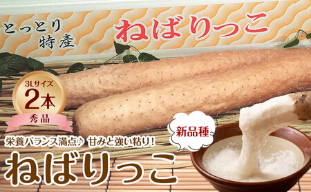 744.[JA]ねばりっこ 秀3L×2本 ※着日指定不可 ※離島への配送不可 ※順次発送予定