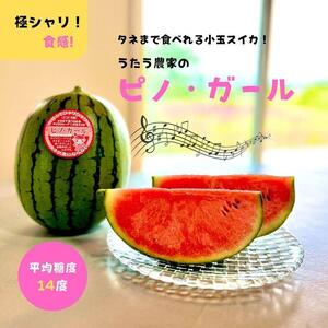 797.小玉スイカ ピノ・ガール(1玉3kg前後×3玉)◇離島不可(北海道、沖縄本島は配送可能)◇2025年6月上旬頃〜7月上旬頃に順次発送予定