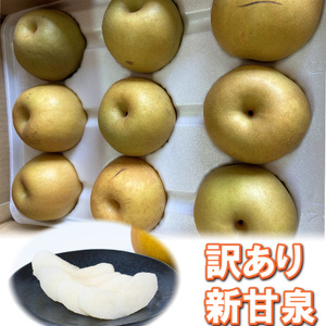 【訳あり】新甘泉 3kg　【梨・なし】