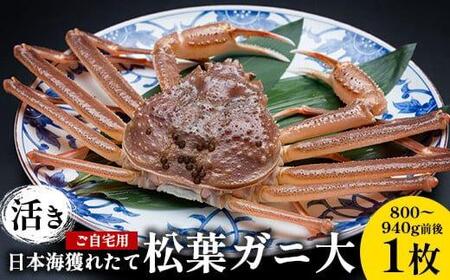 113.[先行予約][活き]訳あり ご自宅用 日本海獲れたて 松葉ガニ 大 800〜940g前後 1枚◇ ≪かに カニ 蟹 ズワイガニ≫ ※2025年11月上旬〜2026年3月上旬頃に順次発送予定