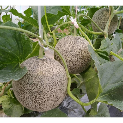958.タカミメロン　中玉3～4玉入り　4kg前後　1箱　※2026年7月上旬～中旬　※北海道・沖縄・離島への配送不可