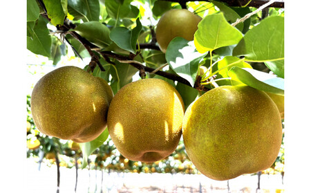 1121Dy2026Nxs\zʌ@VÐ@5kg