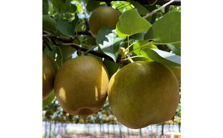 1255.y2026Nxs\z󂠂@VÐ@3kg