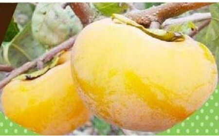 1258.[先行予約]輝太郎柿 赤秀3kg(7〜10玉)