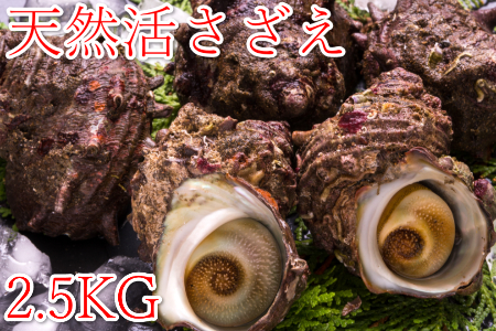 【先行予約】鳥取県産 天然活サザエ 2.5Kg (殻付き) ※2024年7月上旬～8月上旬頃に順次発送予定