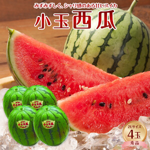 1251.[先行予約][JA]小玉西瓜 秀2L×4玉 ※着日指定不可 ※離島への配送不可 ※2026年9月初旬頃〜9月下旬頃に順次発送予定