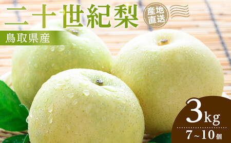 先行予約 二十世紀梨 3kg 2026年9月発送 梨