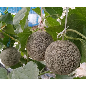 タカミメロン　2玉（2.5kg前後）　1箱　【※2026年7月上旬～中旬配送】　