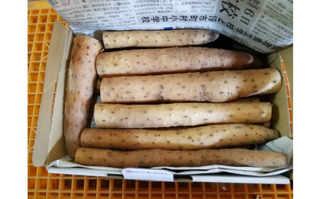 981.[訳あり]砂丘ながいも 1kg[検索用ワード:長芋・とりたて・とろろ・ねばり・山芋]