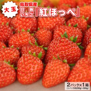 大玉甘熟いちご『紅ほっぺ』 ※2024年12月下旬頃〜2025年3月下旬頃に順次発送予定