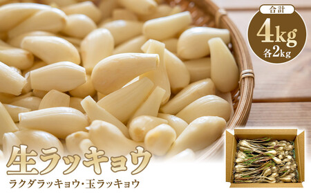 326.生ラッキョウ　計4kg（ラクダラッキョウ×2kg　玉ラッキョウ×2kg）　※2026年5月下旬～7月上旬頃に順次発送予定