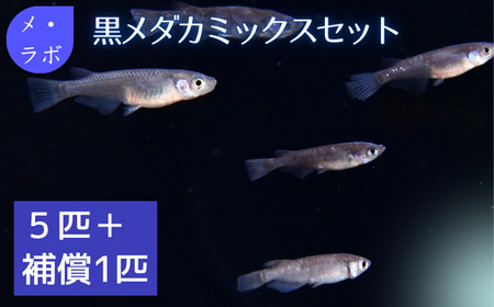 ME02：黒メダカミックスセット