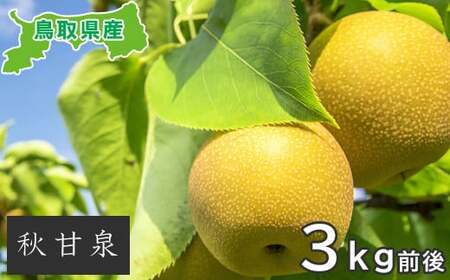 プレミアム秋甘泉 3kg前後[梨 秋甘泉 あきかんせん 3kg 先行予約 期間限定 数量限定 なし ナシ 果物 くだもの フルーツ 旬 厳選 プレミアム 高糖度 甘い 贈り物 ギフト お取り寄せ 産地直送 鳥取県]