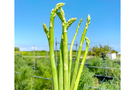 きのこの廃菌床で育てたアスパラガス1年苗[家庭菜園 苗 アスパラガス ウェルカム 多年草]
