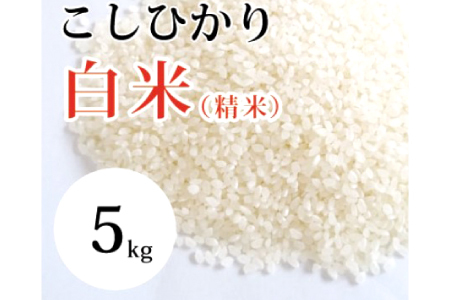 大山の一粒　白米 5kg【米 5kg 5キロ こめ コメ 先行予約 お米 白米 精米 こしひかり コシヒカリ ごはん ライス kome 国産 お取り寄せ 鳥取県 大山町】