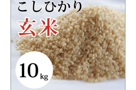 大山の一粒 玄米 10kg[玄米 10kg 10キロ こめ コメ げんまい ゲンマイ 先行予約 お米 こしひかり コシヒカリ ごはん ライス 国産 お取り寄せ 鳥取県 大山町]