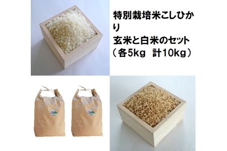 特別栽培米こしひかり白米と玄米のセット(各5kg) 令和5年産新米